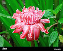 Image result for Etlingera elatior