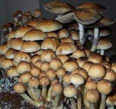 Air Force One Spores Premium Spores Stuffed Mushrooms Mushroom Spores Spore