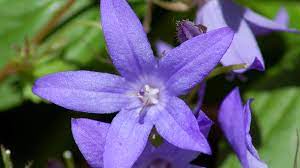 Campanula is easy to propagate by division after new growth appears in early spring. How To Grow And Care For Dalmatian Bellflowers