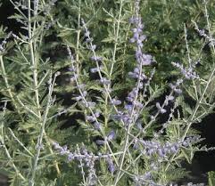 Image result for Perovskia atriplicifolia 'blue spire'
