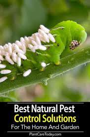Our Best Solutions For Natural Home And Garden Pest Control Options Garden Pest Control Natural Pest Control Garden Pests