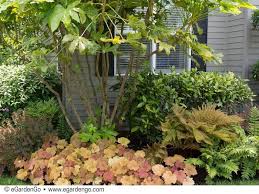 Autumn fire fern botanical name: Heuchera Southern Comfort Or Similar Autumn Fern Dryopteris E Brilliance Holly Fern Aucuba Under A Partial Shade Plants Shade Plants Garden Tours