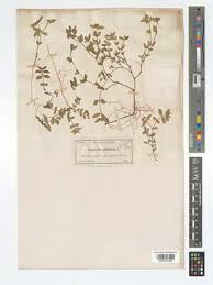 Image result for Euphorbia ophthalmica