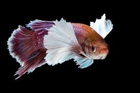 Betta Fish Tail Types Japanesefightingfish Org