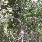 Image result for Carissa tetramera