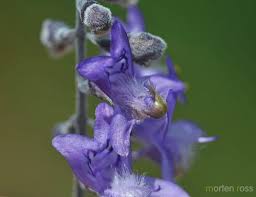 Image result for Plectranthus alboviolaceus