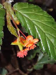 Image result for Begonia bequaertii