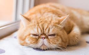 Exotic Shorthair Kedi Cinsi Ve Ozellikleri Ajanimo