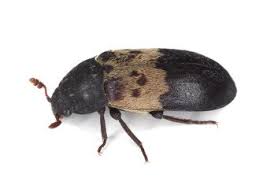Small grain beetles eat foods that come from grains such as flour, cornmeal and breakfast foods, but they will also eat animal foods, nuts, candies and dried fruit. Everything You Need To Know About Larder Beetles Environmental Pest Management