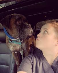 Hello boxer lovers, I'm a boxer lover and artist. I want to share my  drawing of Joey with you. I hope you like it. <3