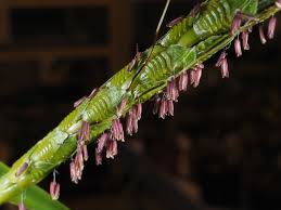 Image result for Ischaemum afrum