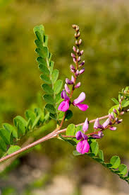Image result for Indigofera