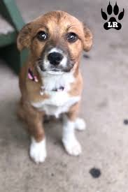 Is it right for you and your family? The German Shepherd Lab Mix Shepador Labrottie Com