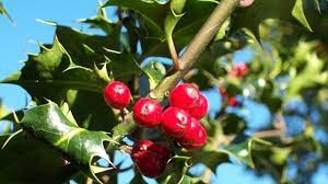 Unsere rote stachelbeersorte crispa® darling® ist mit ihrem aufrechten gesunden wuchs die wohl schönste stachelbeerpflanze in diesem farbton (mit exzellenten toleranzen gegen blattfallkrankheit und. Biologie Weihnachtsdeko Mit Stacheln Wissen Stuttgarter Zeitung