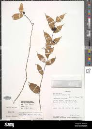 Image result for Carpolobia alba