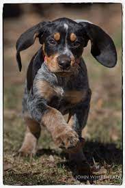 Both parents of mom and dad are champions in show and in hunt. Anabelle Bluetick Coonhound Puppy Hound Puppies Coonhound Puppy Bluetick Coonhound
