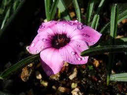 Image result for Aptosimum procumbens