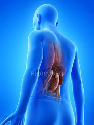 An easy way to remember the anatomy of the spleen is the 1×3×5×7×9×10×11 rule. Digital Illustration Of Senior Man Anatomy Showing Internal Organs Colon Bowels Stock Photo 342646682