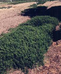 Image result for Clutia paxii