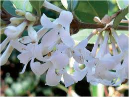 We did not find results for: Osmanthus Fragrans Arbusto Profumato In Autunno Passione In Verde