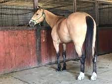 Buckskin Horses For Sale Horseclicks
