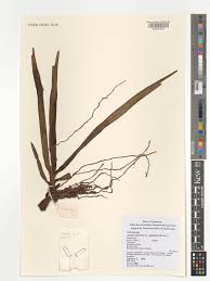 Image result for Ancistrorhynchus tenuicaulis