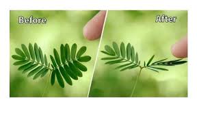 Semoga semua artikel yang kita sampaikan berguna untuk. Gerak Pada Tumbuhan Putri Malu Mimosa Pudica Termasuk Gerak