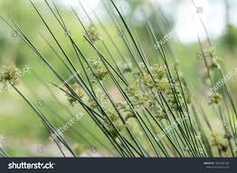 Image result for Juncaceae