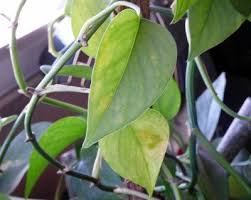 The top ones are doing fine. Care For Pothos With Yellowing Leaves Why Are Pothos Leaves Yellow