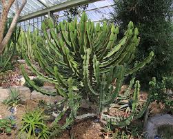 Image result for Euphorbia fortissima