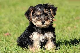 Check spelling or type a new query. Getting To Know Our Yorkiepoo Puppies For Sale A Closer Look At This Popular Breed Furry Babies