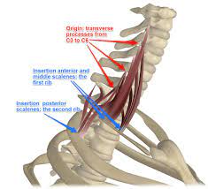 Scalene Muscles Its Attachments And Actions Yoganatomy