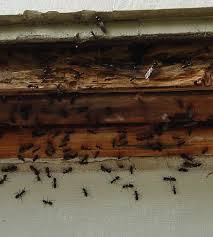 Whether you need pest control, an exterminator, or termite solutions in roanoke va, we have a variety of services to help you including Northern Neck Exterminators Termite And Pest Control