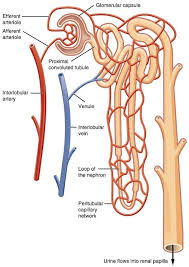 Long loop of henle allows greater concentration of urine resulting in greater conservation. Nephron Definition Function And Structure Biology Dictionary