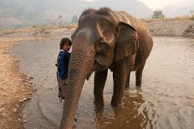 The Intertwined History Of Elephants ...