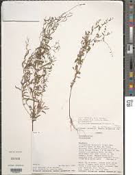 Image result for Phyllanthus pentandrus