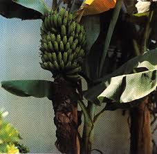 The name 'dwarf cavendish' is in. Banana