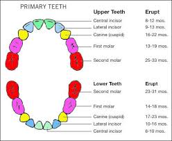 tooth eruption marlboro nj baby teeth