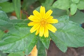 Image result for Sphagneticola trilobata