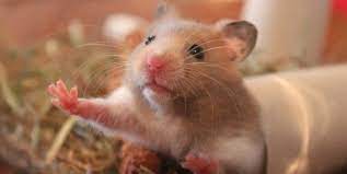 Welcome to the pet charity website …. 9 Facts You Need To Know Before Considering A Pet Hamster Peta