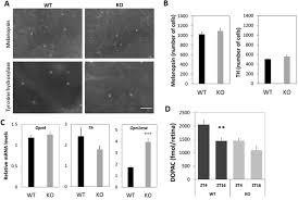 Hey dude wally stretch granite. A Clock In Mouse Cones Contributes To The Retinal Oscillator Network And To Synchronization Of The Circadian System Biorxiv
