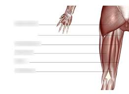 Glutes is a trimmed version of glut (gl utility toolkit). Ap 1 Muscle Part 2 Posterior Leg And Glutes Diagram Quizlet