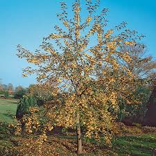 We did not find results for: 5ft Golden Hornet Crabapple Tree 9l Pot Malus X Zumi Golden Hornet 47 99