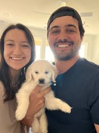 Hillsong Goldens Champion English Cream Golden Retrievers