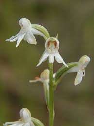 Image result for Habenaria supplicans