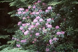Image result for Rhododendron