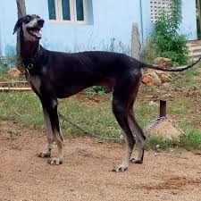 Chippiparai Kanni Rajapalayam Native Breed Puppies For Sale There are only three known game hounds in the south, the kanni, rajapalayam, and chippiparai. chippiparai kanni rajapalayam native