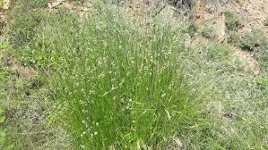 Image result for Schoenoplectus scirpoides