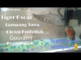 Maybe you would like to learn more about one of these? My Pet Fish Aquarium Gourami Tiger Oscar Lampam Jawa Clown Knifefish Puyu Youtube