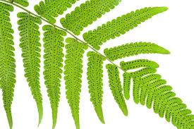 Once the spore bags are ripe, they are ready to disperse the. Fern Reproduction And Life Cycle